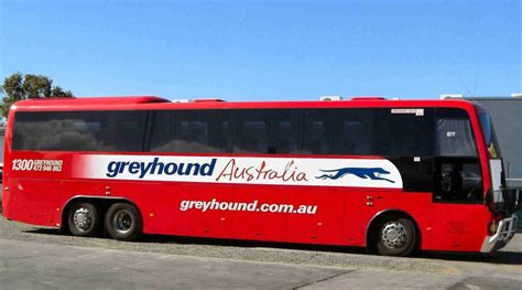 greyhound csgo|greyhound bus australia.